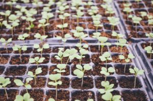 sprouts